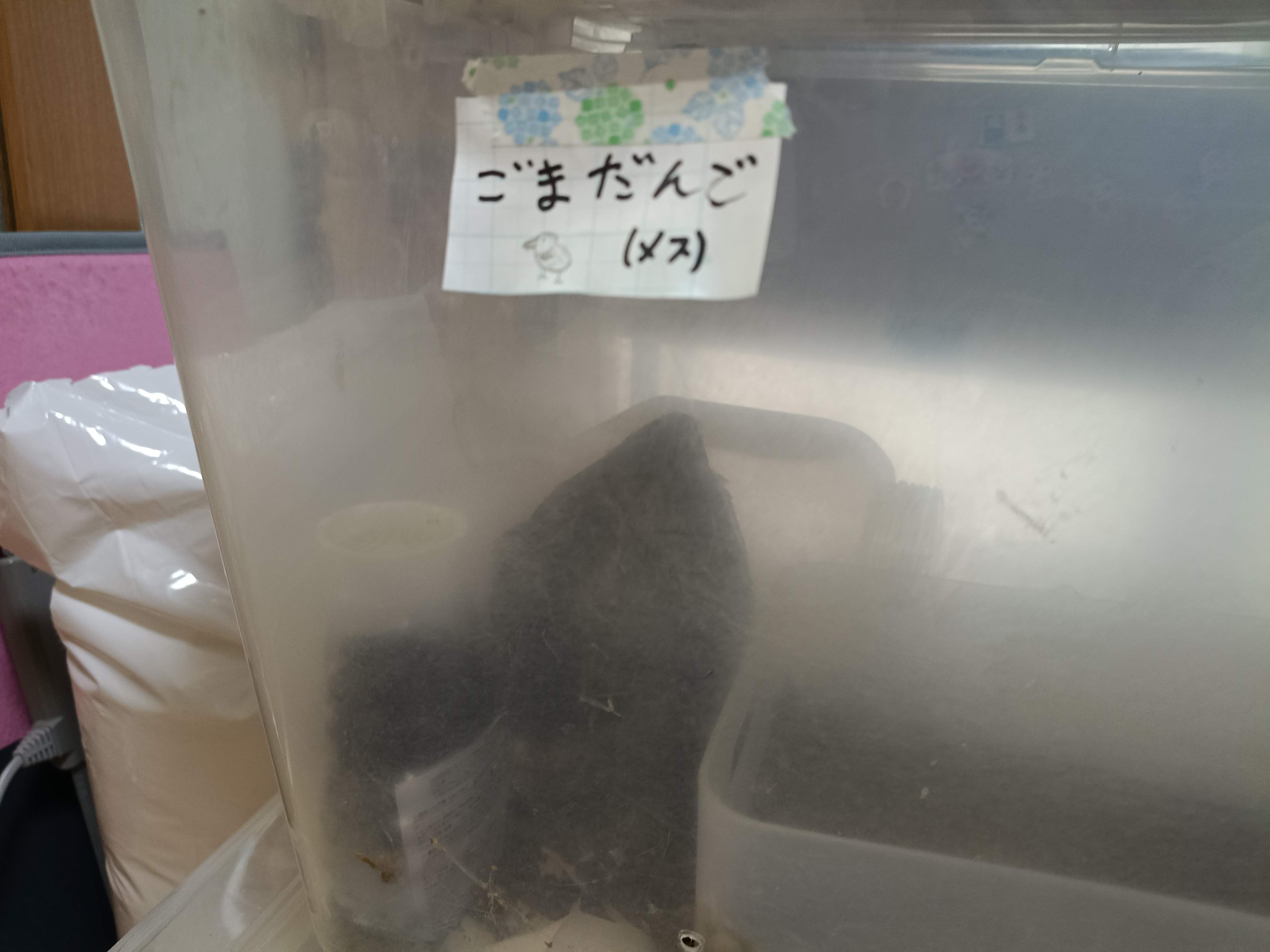 うずら