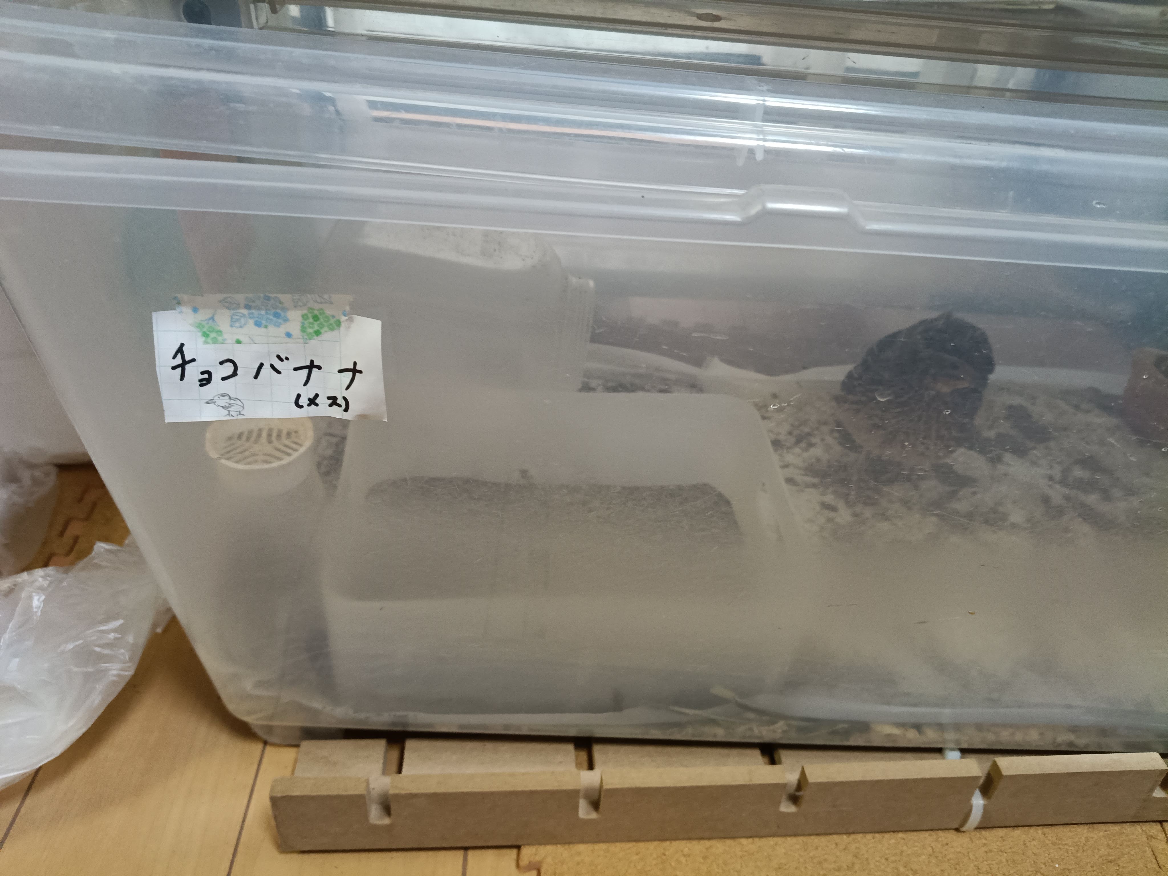 ウズラの写真