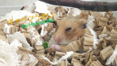 ハムスターの画像